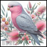 Galah Bird Main Image,