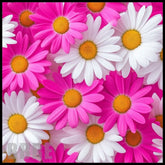 Daisy Delight Main Image,