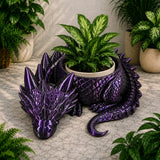 Curled Dragon