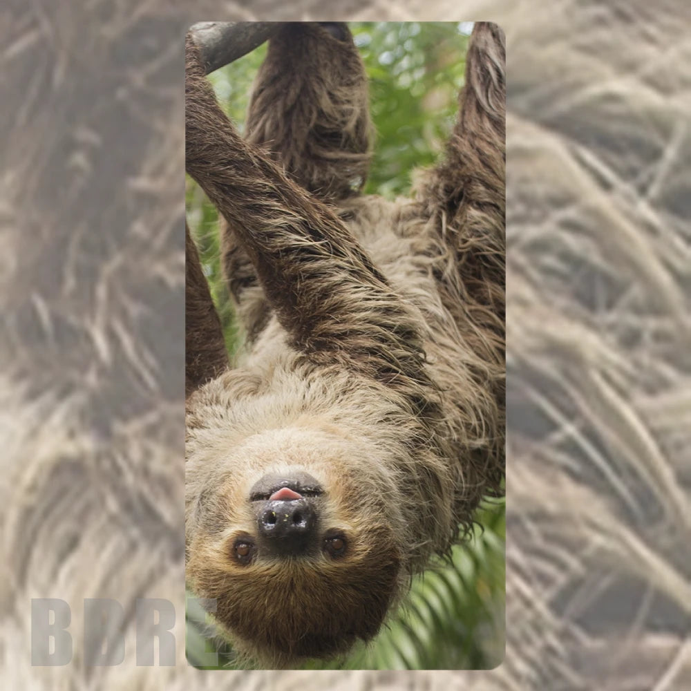 Sloth Design Faded Image